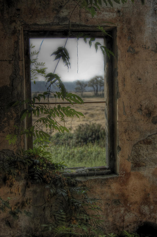 Nature Photograph - Windowsw by Gabriele Zucchella