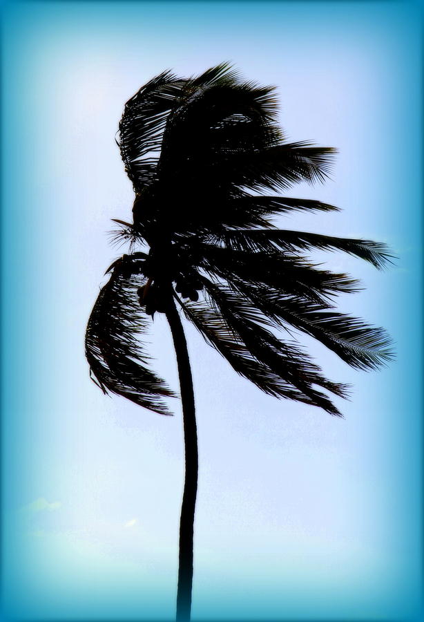 Winds Of Blue Photograph by Karen Wiles