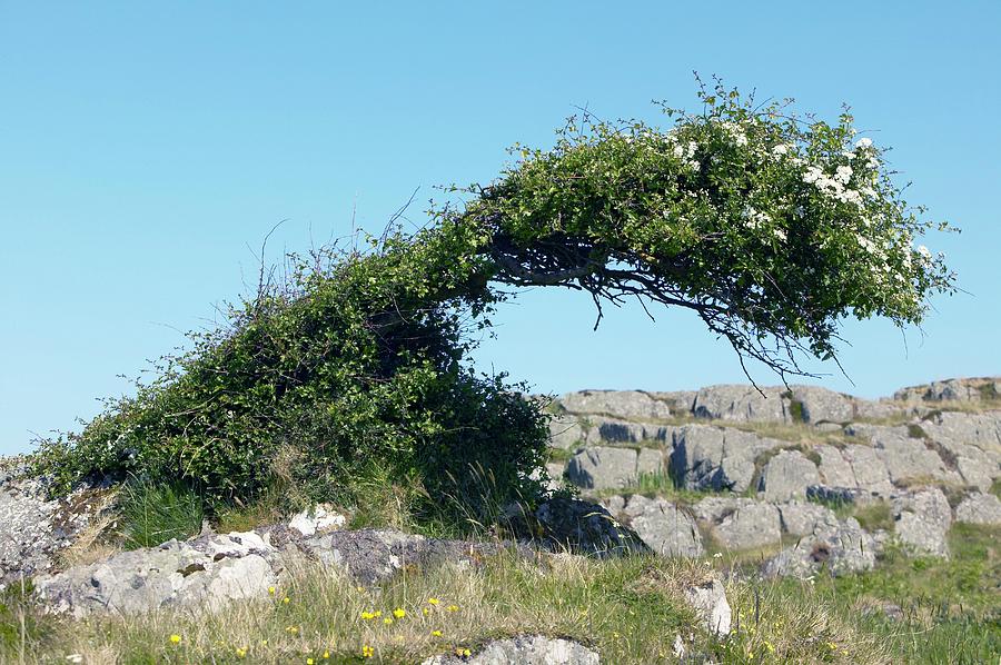 Spring Photograph - Windswept Hawthorne Bush by Colin Cuthbert/science Photo Library