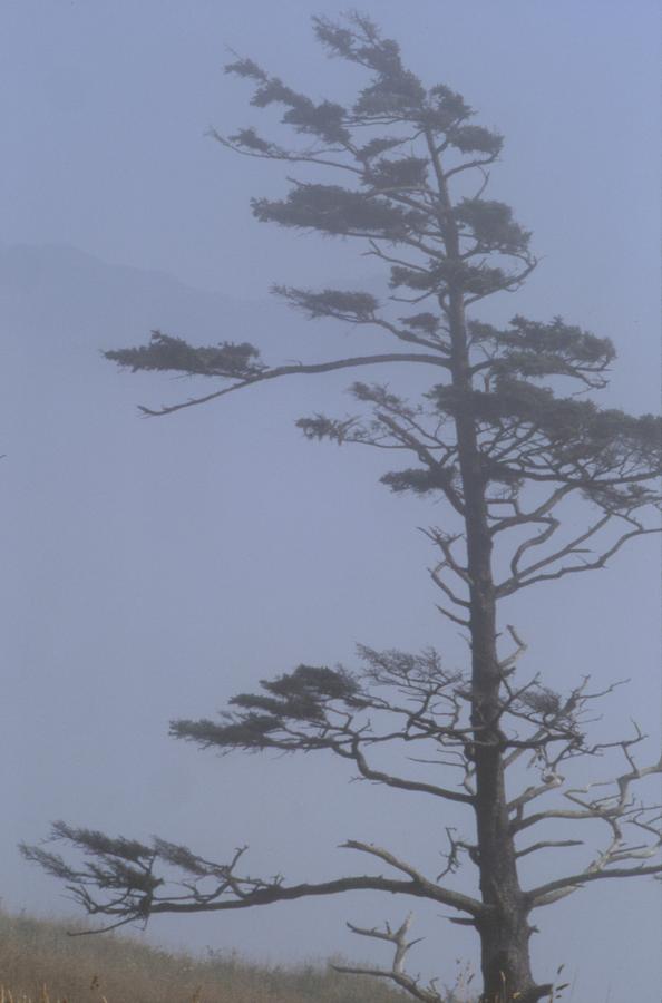 Windswept Photograph by Ken Dietz