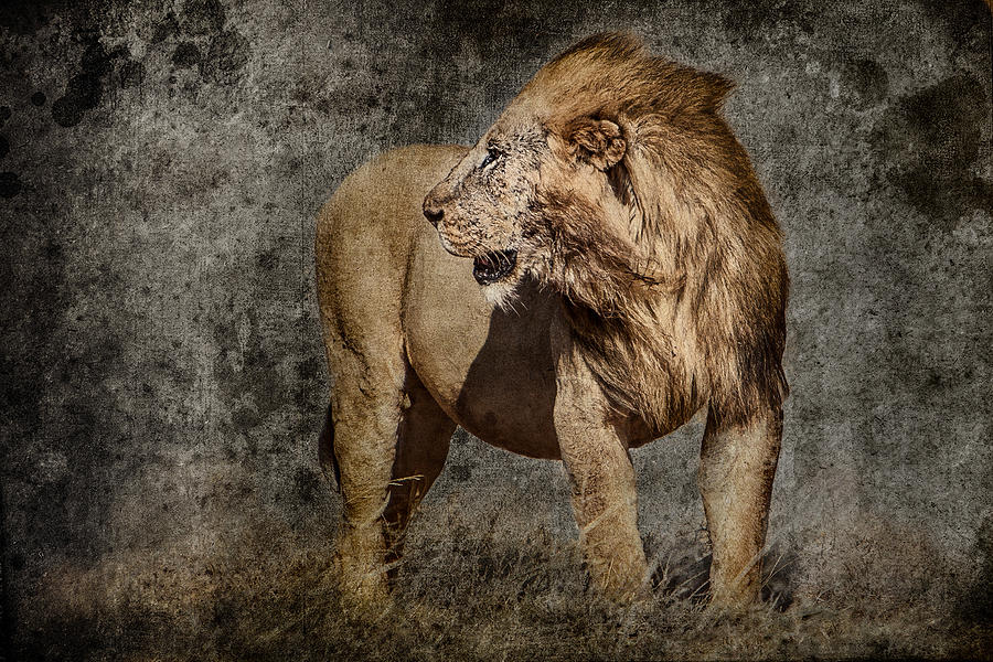 Windswept Lion Photograph by Mike Gaudaur