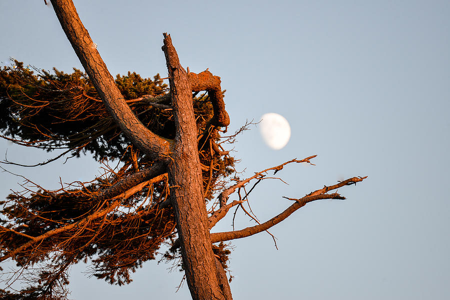 Windswept Tree and the Moon Photograph by Ronda Broatch