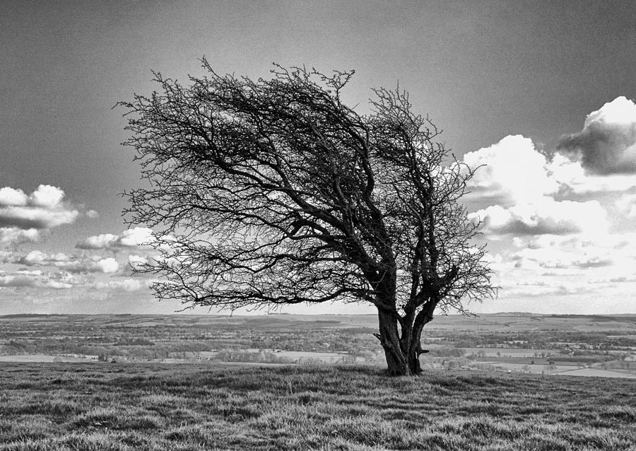 Black And White Photograph - Windswept Tree on Knapp Hill by Paul Gulliver