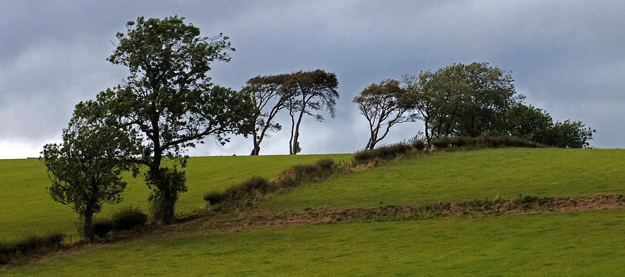 Windswept Trees Photograph by John Topman