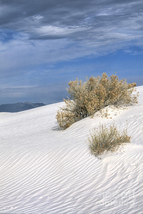 Windswept - White Sands National Monument Photograph by Sandra Bronstein