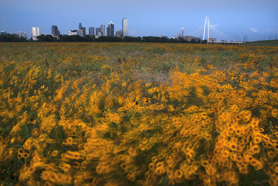 Dallas Photograph - Windswept Wildflowers by Kevin Bain