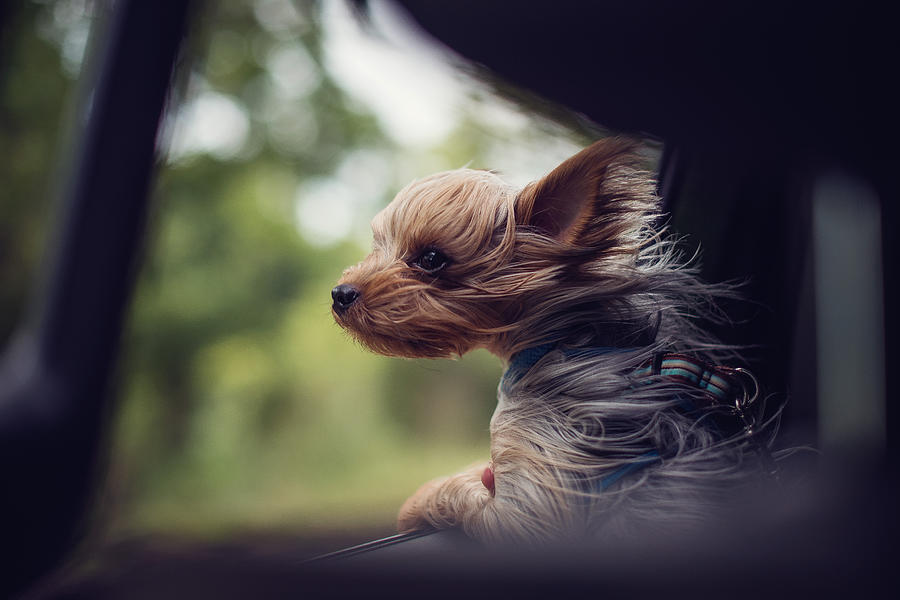 Windswept Yorkie puppy dog looking out of a car window Photograph by Heatherwalker