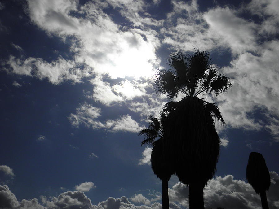 Windy Breeze Photograph by Steven lamar Means - Fine Art America