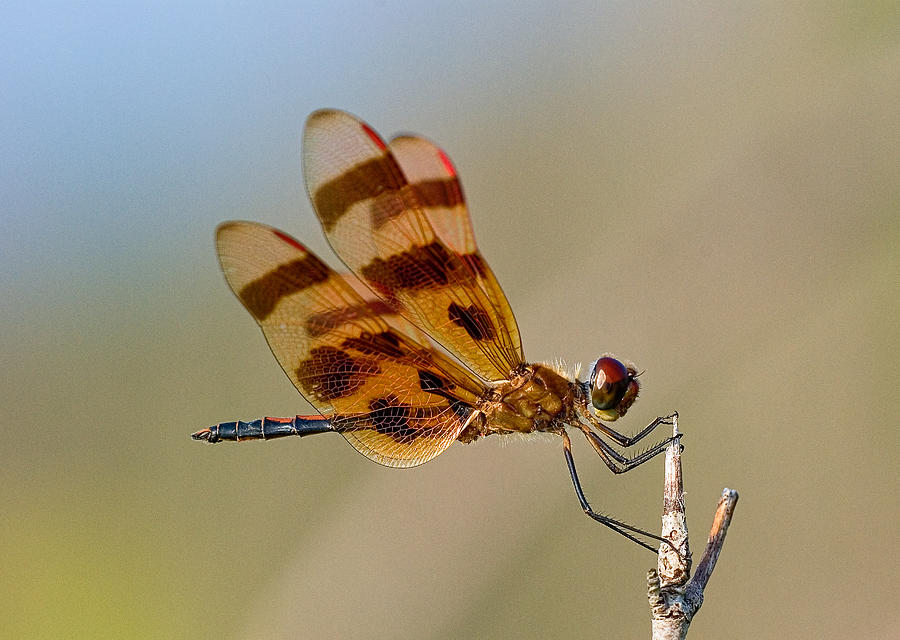 Windy Day Dragonfly Photograph by Jim Zablotny