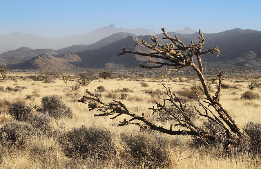 Windy Desert Photograph by Valerie Loop