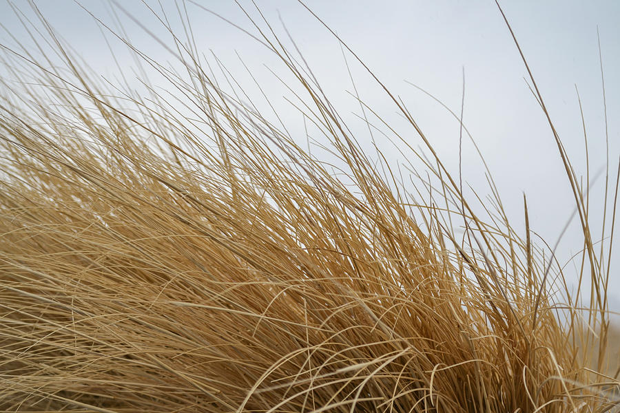 Winter Photograph - Windy Grass by Dwayne Schnell