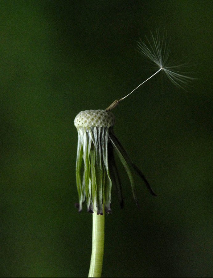 windy-photograph-by-thomas-shanahan-fine-art-america