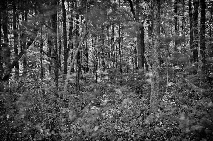 Windy Woods Photograph by Patrick Lynch - Fine Art America