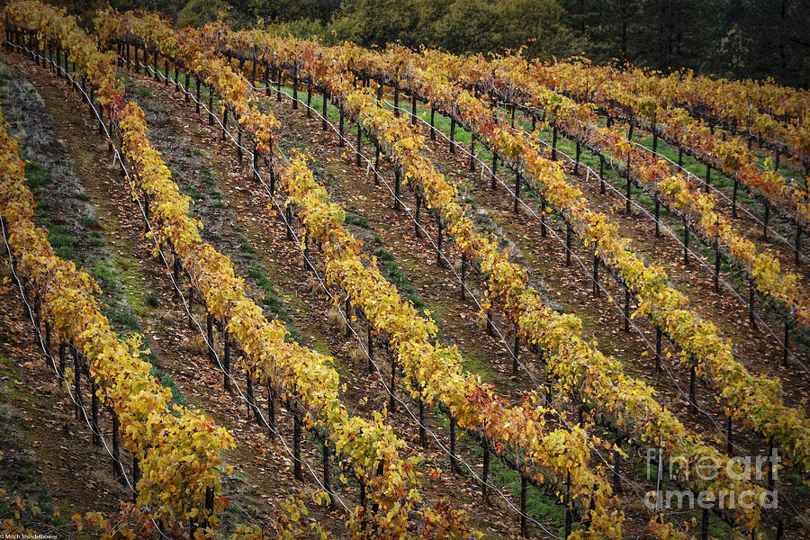 Wine Country Autumn Photograph by Mitch Shindelbower