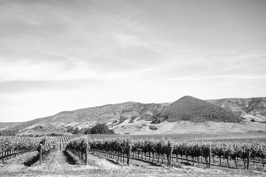 Wine Country Edna Valley In Black And White Photograph by Priya Ghose