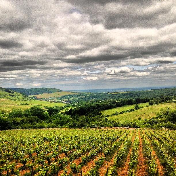 Wine Country In Burgandy Photograph by Michael  Petrick