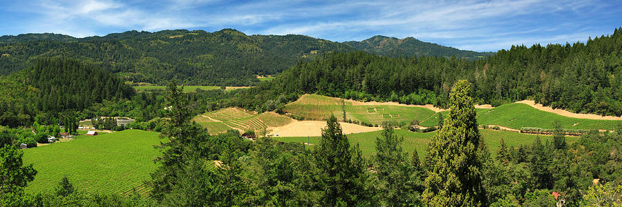 Wine Country Panorama Photograph