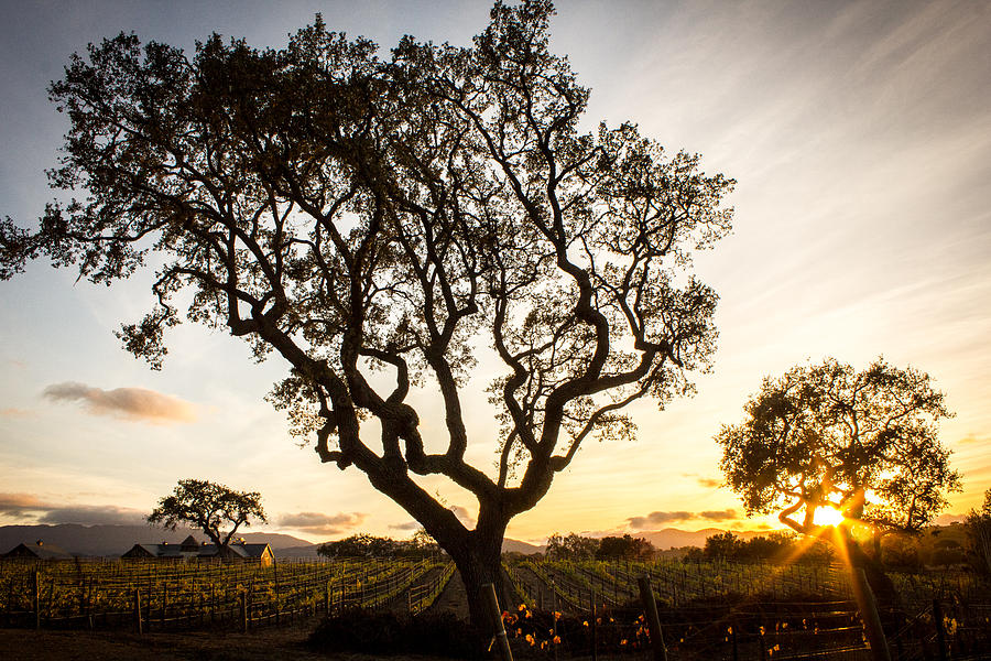 Wine Country Sunset Photograph by Richard Cheski