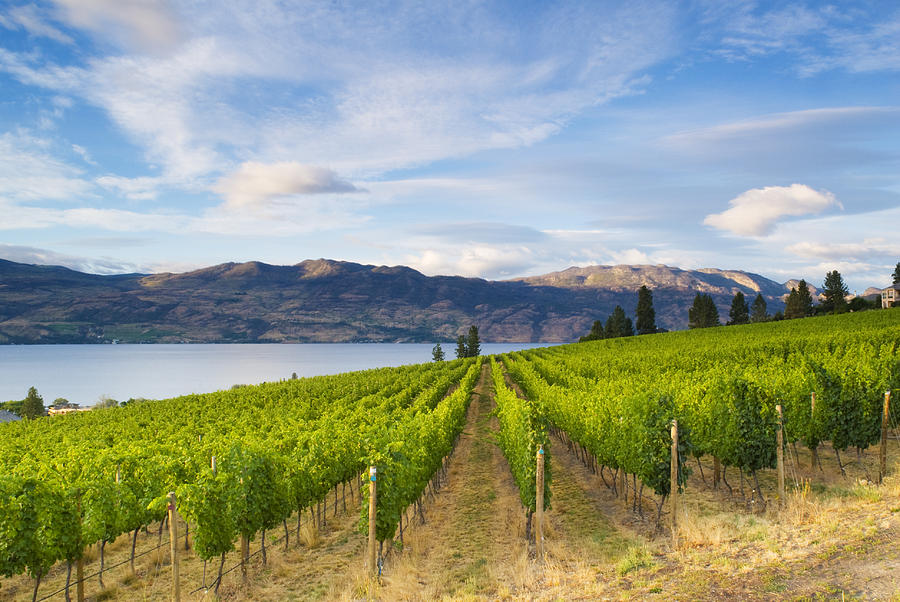Wine Country Vineyards Along Lake Photograph by Jason_V
