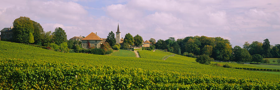 Wine Country With Buildings Photograph by Panoramic Images