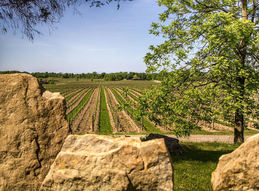 Wine Estate Ontario Photograph by Nick Mares