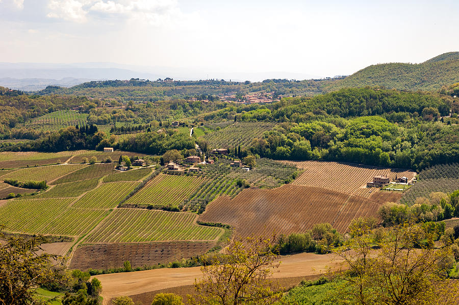 Wine fields in Tuscany Photograph by Jakob Montrasio