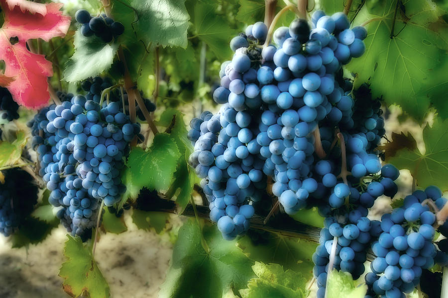 Etruscan Photograph - Wine grape cluster by Al Hurley