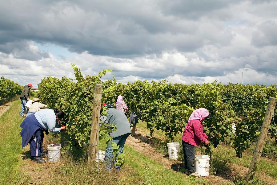Wine Grape Harvest Photograph by Jim West