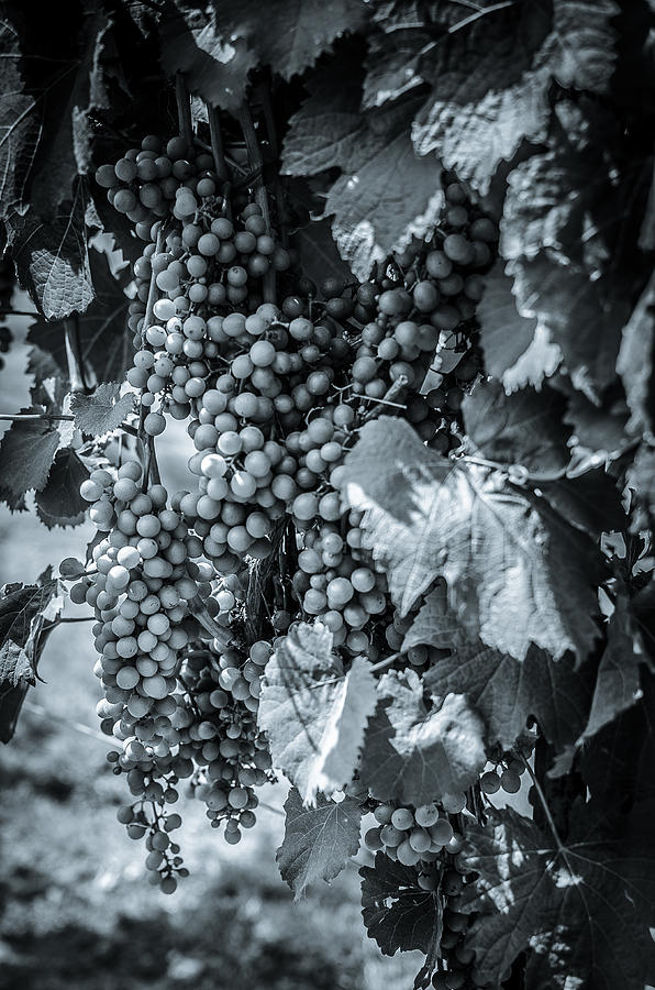 Wine Grapes BW Photograph by David Morefield