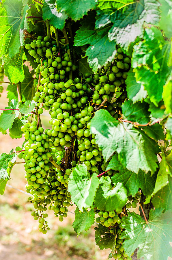 Wine Grapes Photograph by David Morefield