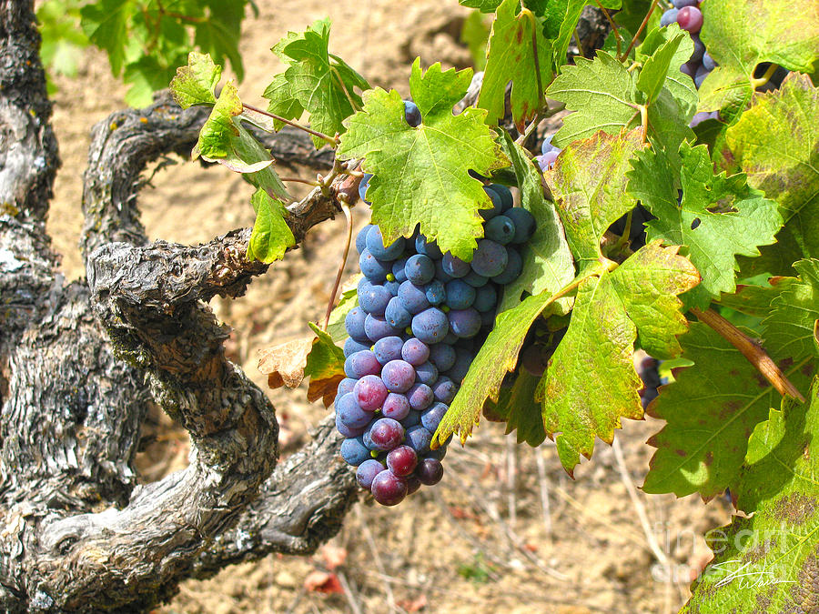 Wine Grapes I Mixed Media by Shari Warren