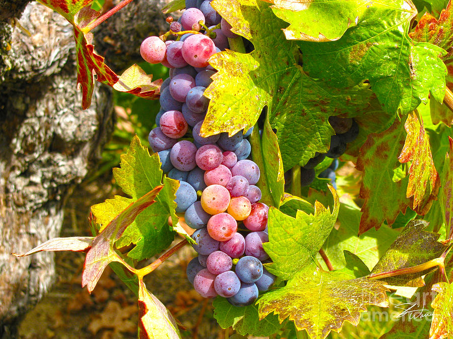 Wine Grapes II Mixed Media by Shari Warren