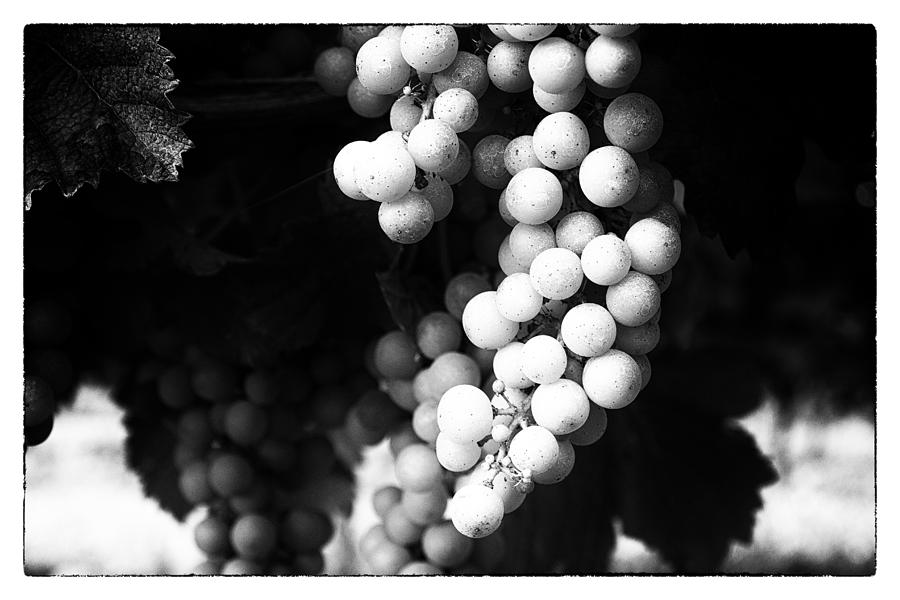 Up Movie Photograph - Wine Grapes in Mono by Georgia Clare