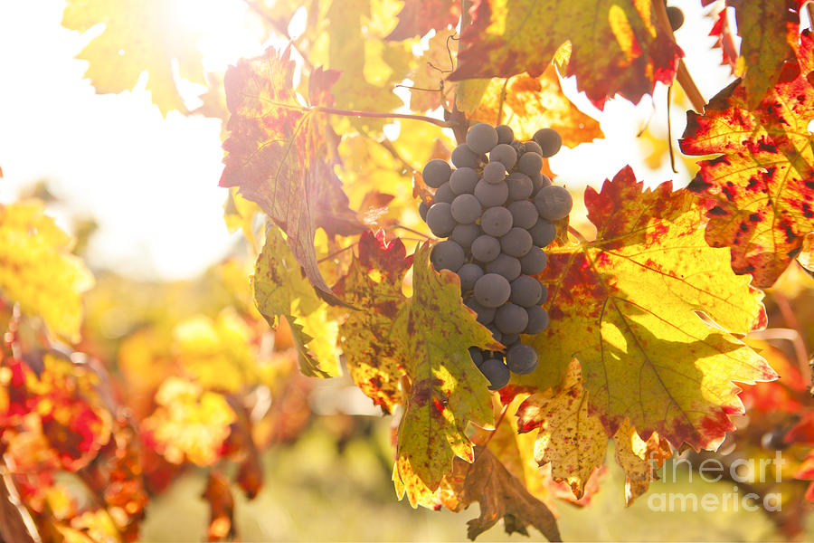Grape Photograph - Wine Grapes in the Sun by Diane Diederich