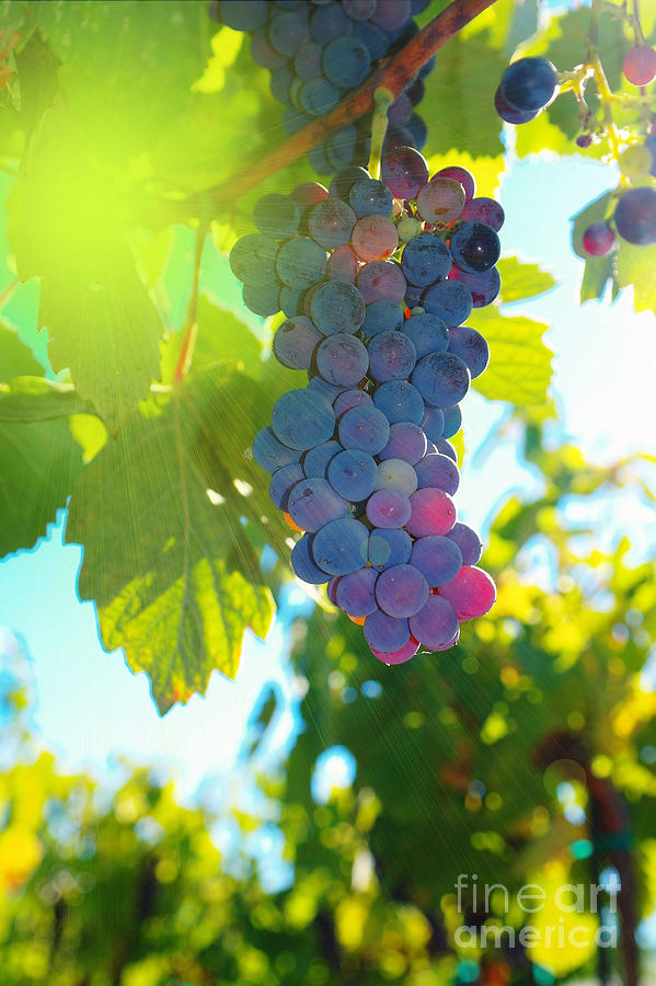Wine Grapes Photograph