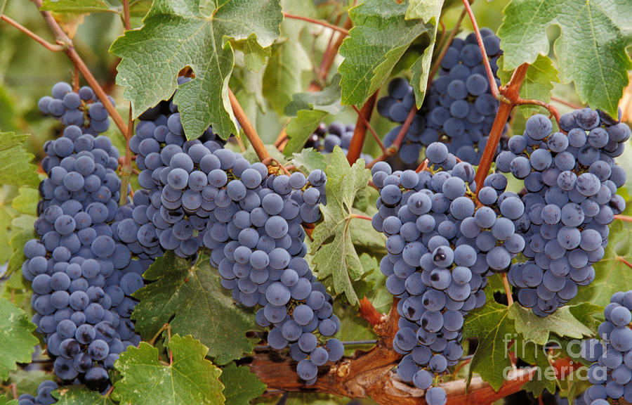 Wine Grapes, Napa Valley Photograph by Ron Sanford
