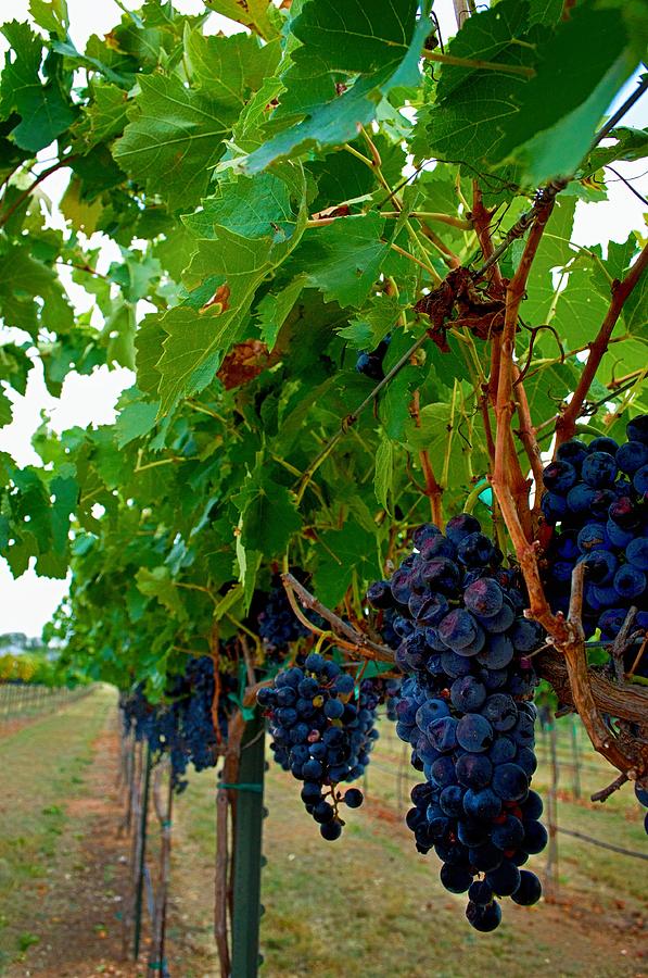 Wine Grapes on the Vine Photograph by Kristina Deane