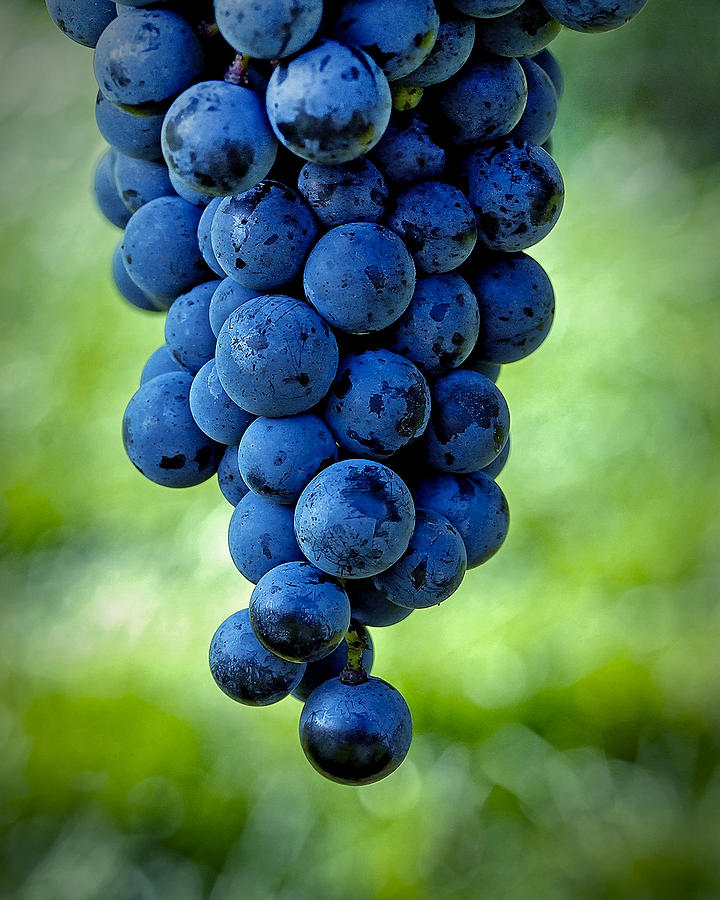 Wine Grapes Photograph by Phil Cardamone