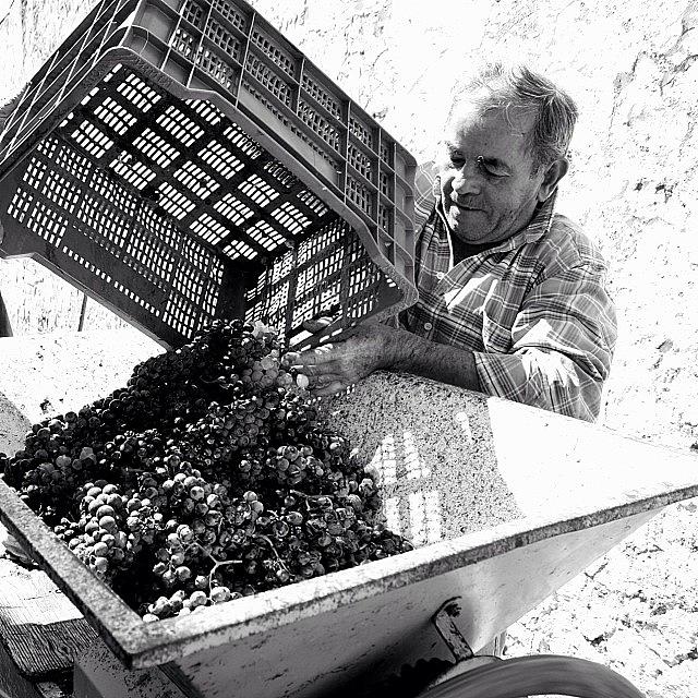 Grape Photograph - #wine #grapes #portugal by Essy Dias