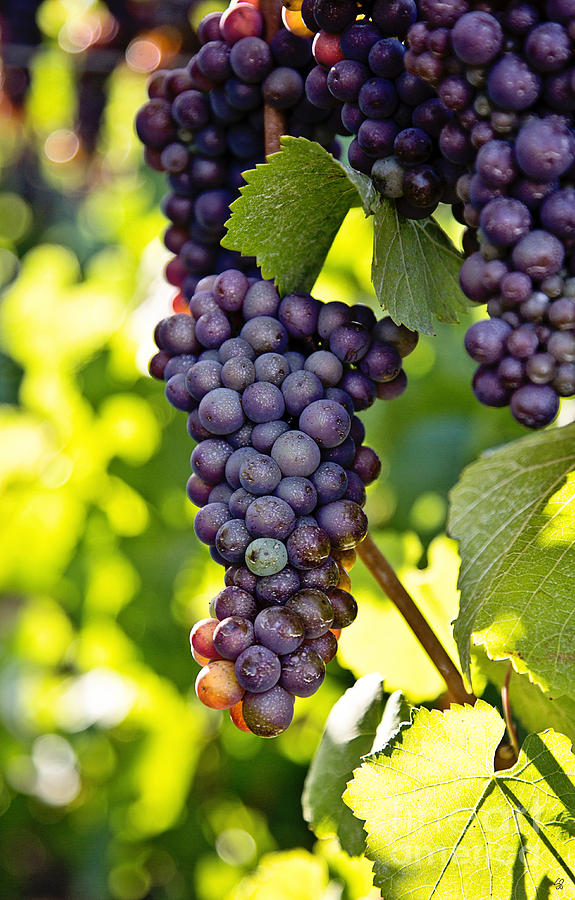 Wine Grapes Photograph by Scott Pellegrin