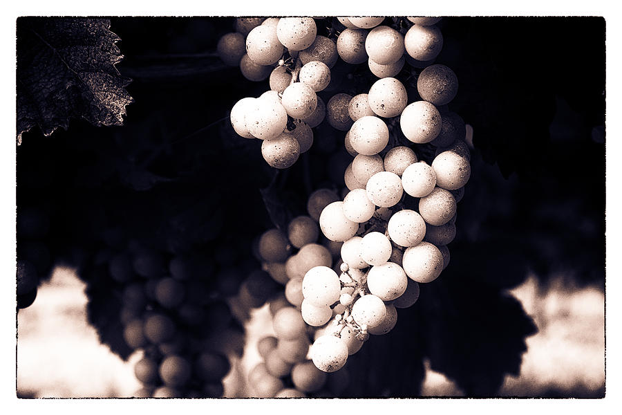 Wine Grapes - Toned Photograph by Georgia Clare