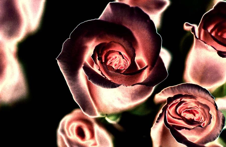 Rose Photograph - Wine Into Roses by Star West