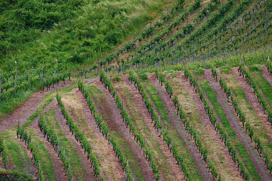 Wine of Rhine Photograph by Jouko Lehto