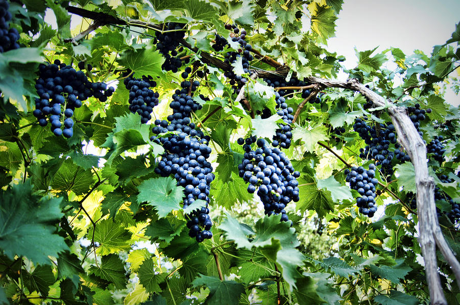 Grape Photograph - Wine on the Vine by Cricket Hackmann