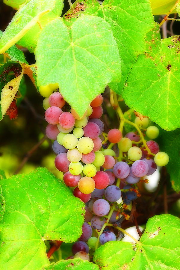 Wine on the Vine Photograph by Virginia Folkman