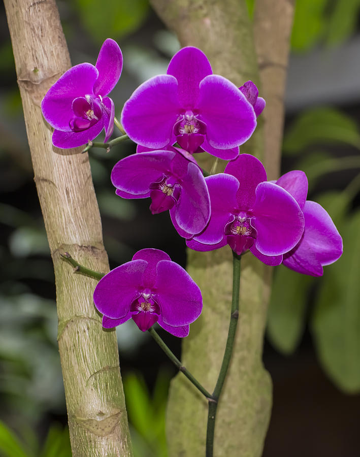 Wine Orchids Photograph by Penny Lisowski