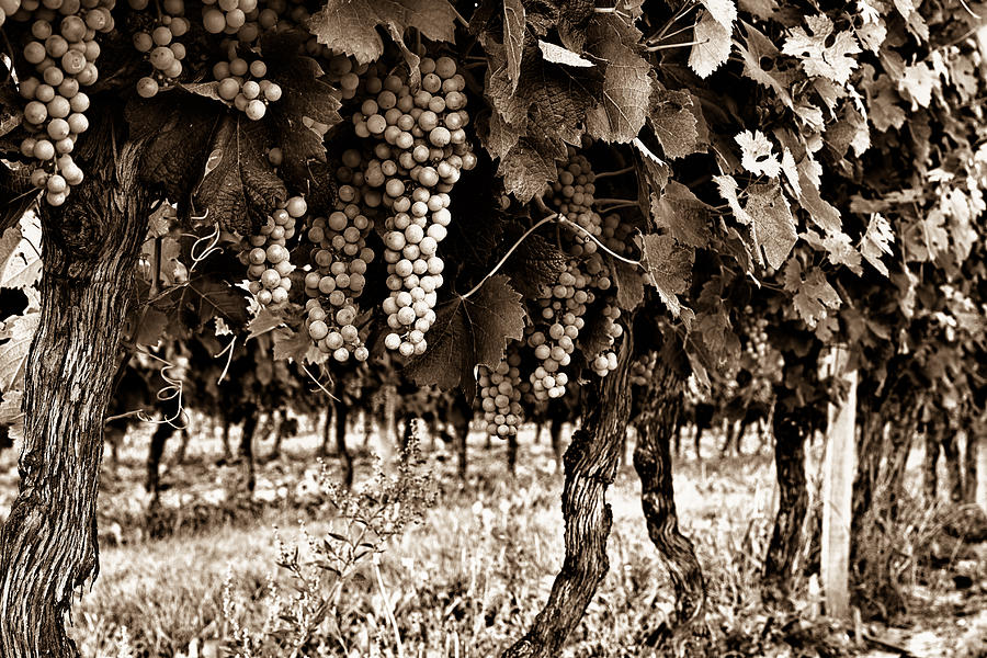 Wine Stages - Toned Photograph by Georgia Clare