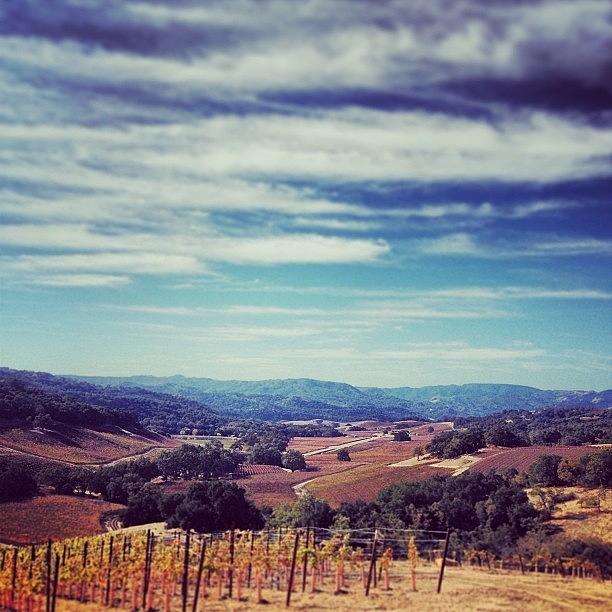 Instagram Photograph - Wine-time. #california #vineyard by Eileen Cotter