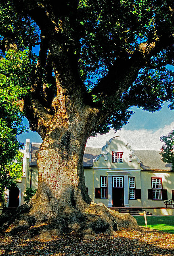 Architecture Photograph - Winelands manor oak by Dennis Cox