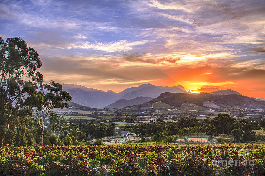 Winelands Sunset Photograph by Jennifer Ludlum